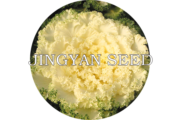 Beijing Coronal White No.1