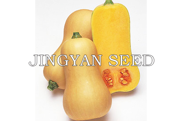 Sweet Butternut No.1