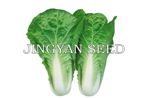 Jingyan Kuaicai No.6