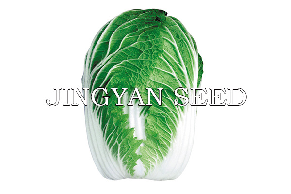 Beijing spring white No.2