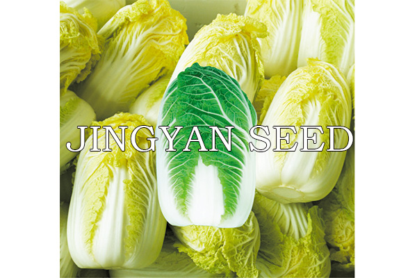 Beijing spring Mini No.5