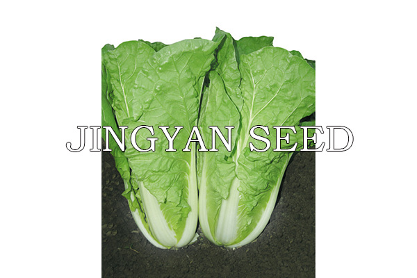 Jingyan Huangbai Kuaicai