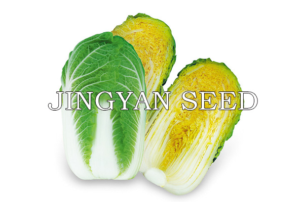 Beijing spring Mini No.6