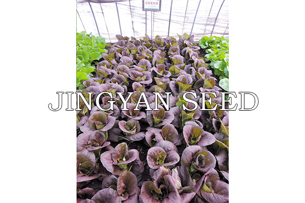 Jingyan Purple Kuaicai
