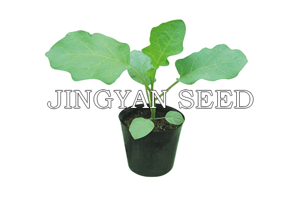 Eggplant Rootstock No.1