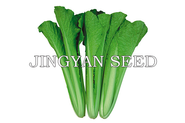 All-season Kuaicai No.1