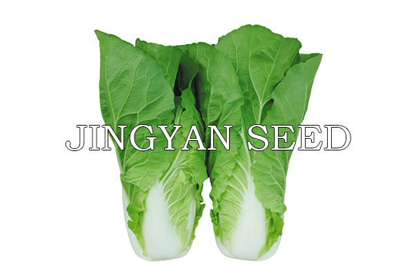 Jingyan Kuaicai No.5