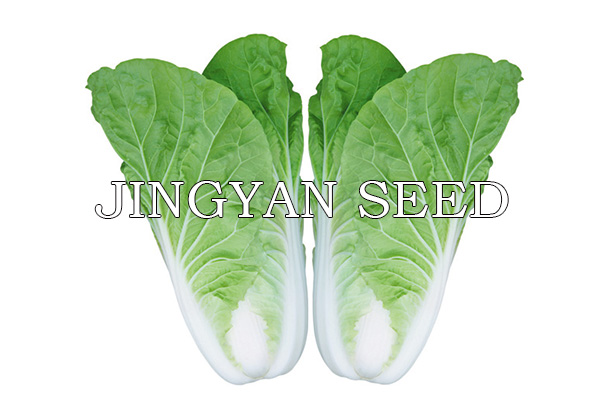 Jingyan Kuaicai No.8