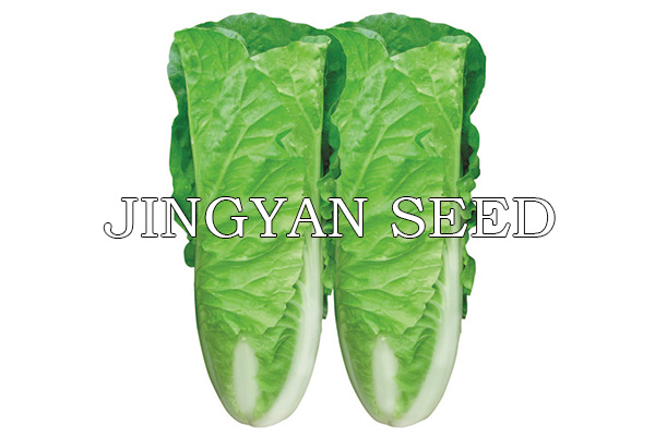 Jingyan Kuaicai No.2