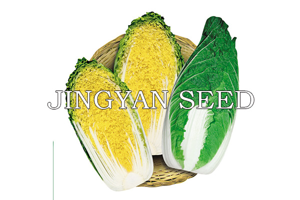 Beijing spring Mini No.2