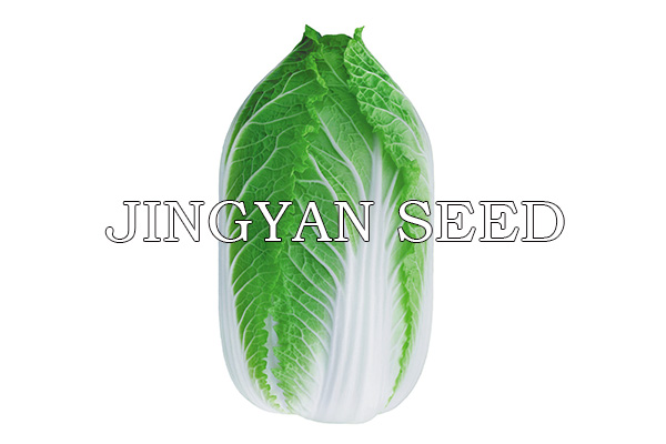 Beijing spring yellow No.3