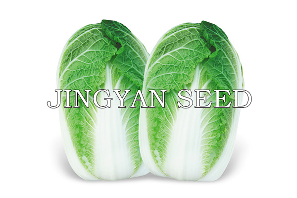 Beijing spring Mini No.4