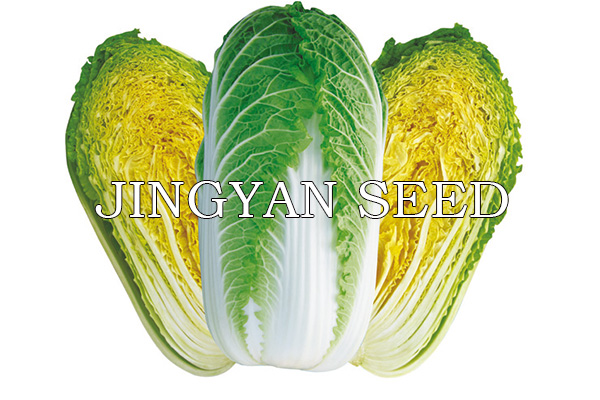 Beijing spring Mini No.3