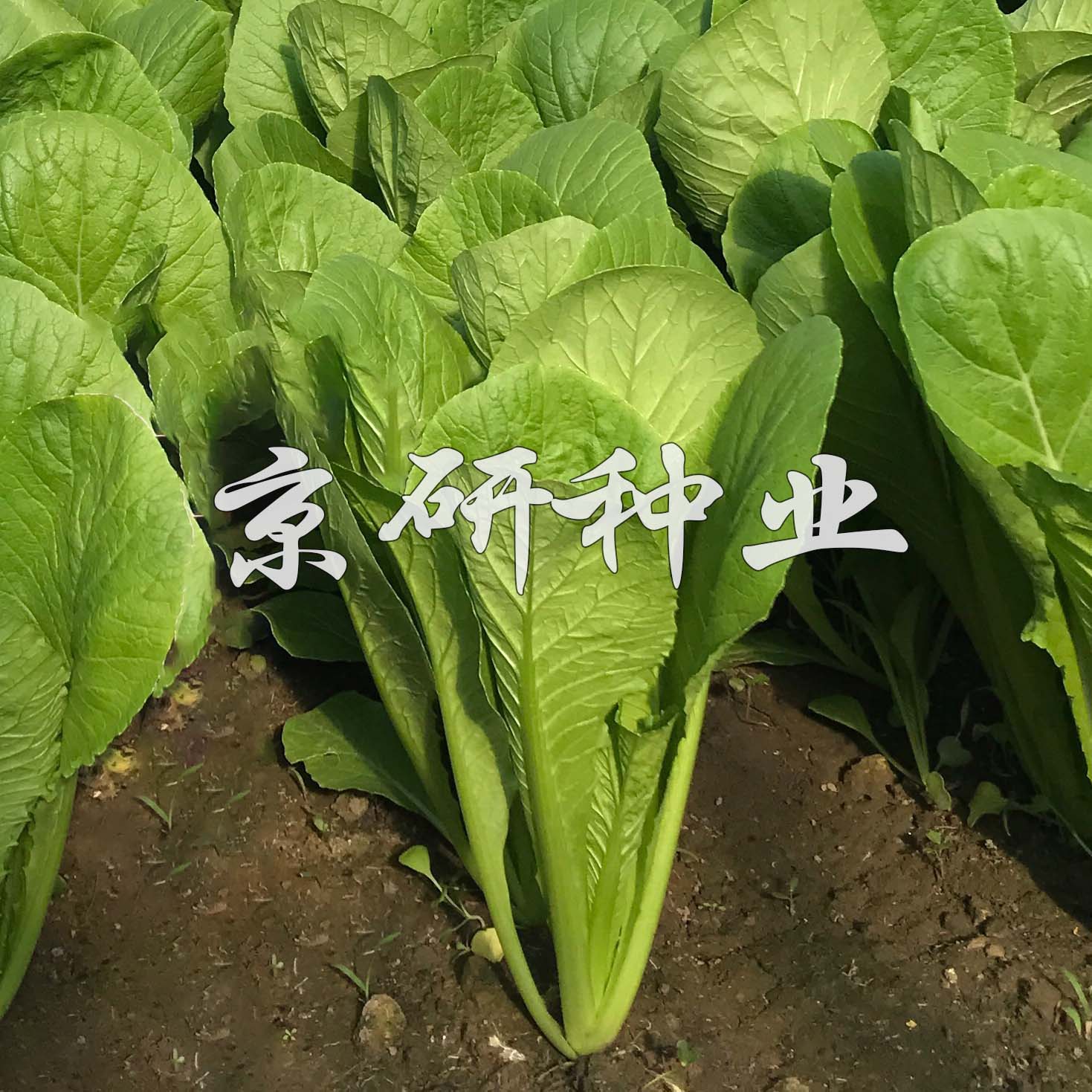 绿快5号