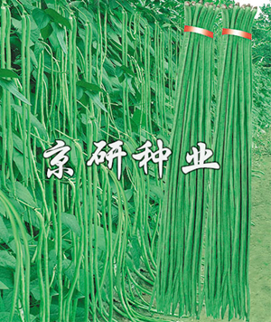 俊星长翠